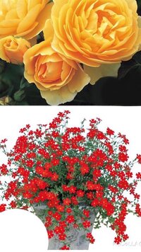 お花の種類 名前に詳しい方がいましたら是非お教えください 藤紫 Yahoo 知恵袋