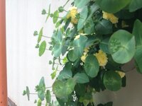 この植物の名前を教えてください 真円に近い丸い葉の中央から 茎 Yahoo 知恵袋