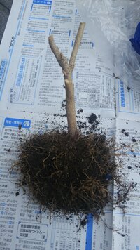 ハイビスカスを育ててたのですが カビか根っこかわかりません これって一 Yahoo 知恵袋