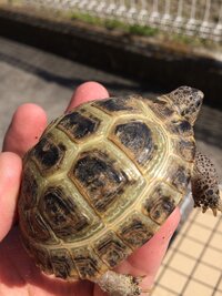 飼っているリクガメが今日ひっくり返っていたんですが ひっくり Yahoo 知恵袋