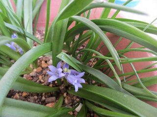 この花の名前を教えてください 球根で 葉は水仙やニラに似ています もっと Yahoo 知恵袋