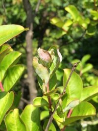 百日紅の新芽の先に白い粉状のものが付着して葉を丸めてしまう症状 Yahoo 知恵袋