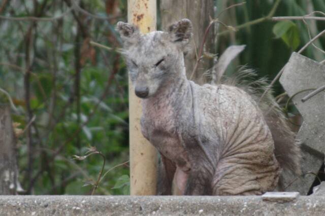この動物はなんでしょうか？ちょっと前から、家の近くで見かける謎