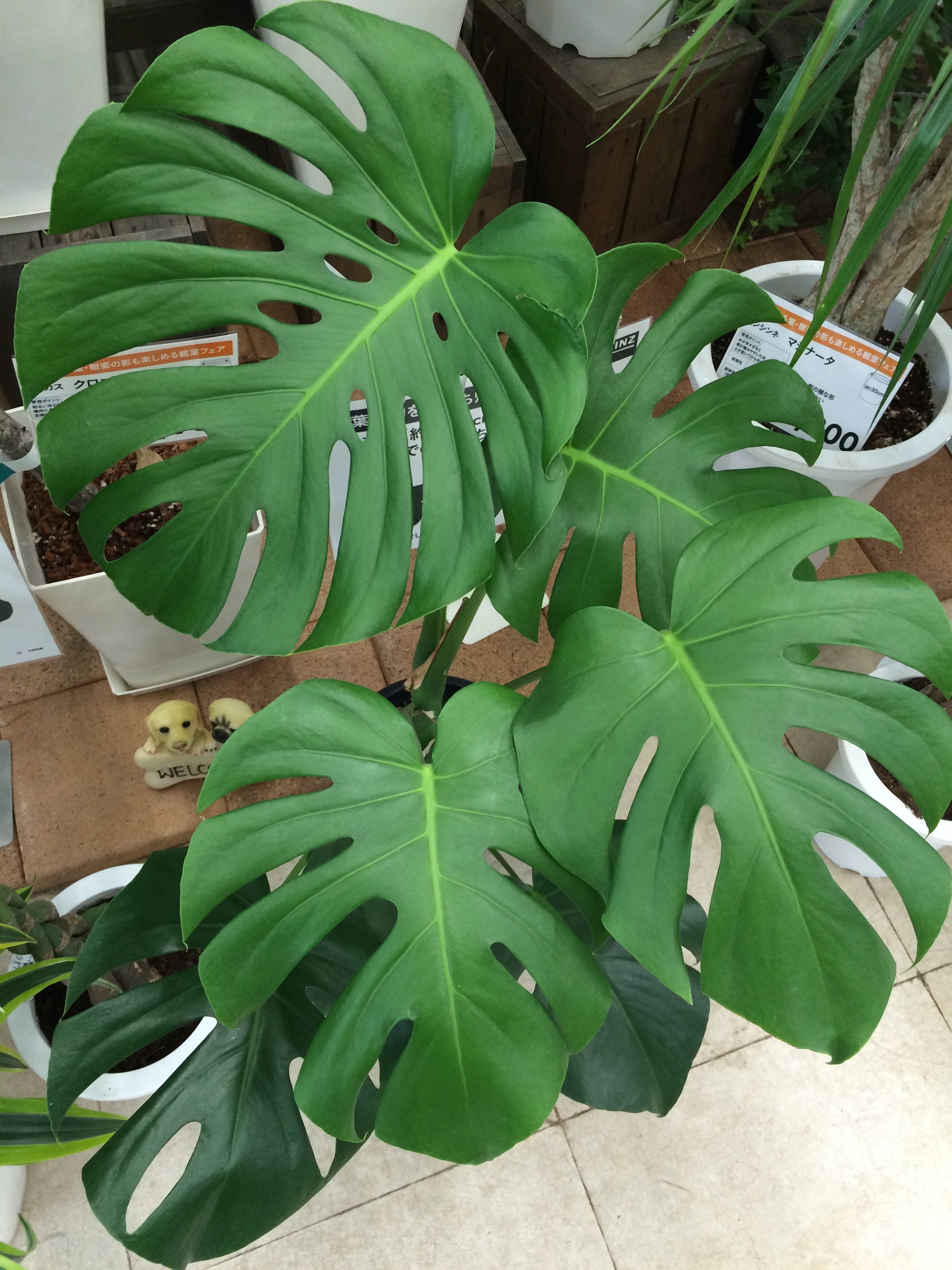 みほ⭐️未使用品はお値引き不可⭐️ モンステラデリシオーサ の検討