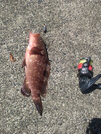 今日の昼間に山陰地方にて 日本海側の防波堤で穴釣りにて釣りました これっ Yahoo 知恵袋