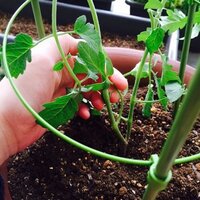 トマトの主枝を脇芽と間違えてもぎとってしまいました というか ちぎ Yahoo 知恵袋