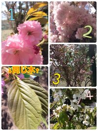 庭の桜の葉や花びらは食べれるのでしょうか 私が生まれる前から植えてありま Yahoo 知恵袋