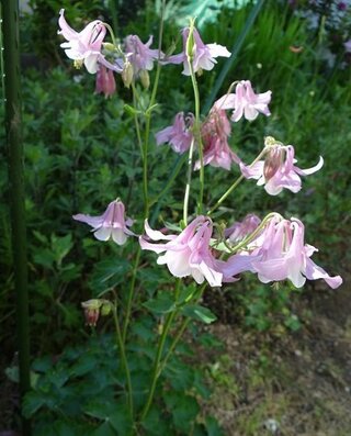 花の名前を教えて下さい 今の時期に咲く花で薄いピンクの鈴状の花です 写真 Yahoo 知恵袋