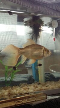 野生の鯉 フナ 飼育可能ですか 教えてください小さい時 祖父に Yahoo 知恵袋