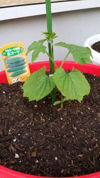 島ゴーヤの苗を1株買ってきて今日深さ30cmの丸いプランターに Yahoo 知恵袋
