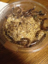 ジャイアントミルワーム飼育これで良いですか レオパの餌で Yahoo 知恵袋