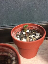 多肉植物を葉挿ししたのですが この写真のものは徒長してますか Yahoo 知恵袋