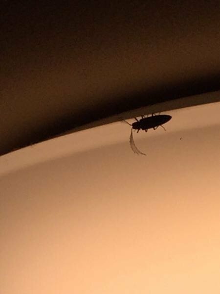 家の電気に触角が何本もある 見た目がゴキブリに似ている虫がいましたな Yahoo 知恵袋