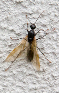 このハエか羽アリみたいなムシは誰ですか 体調1cmくらいです Yahoo 知恵袋