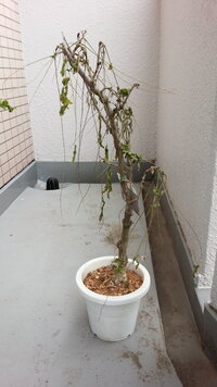 購入したばかりの鉢植えの藤があっという間に枯れていってしまいました 職場 Yahoo 知恵袋