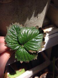 定植したばかりのイチゴの葉の外周が茶色に枯れてきてしまいました どうしたらよい Yahoo 知恵袋