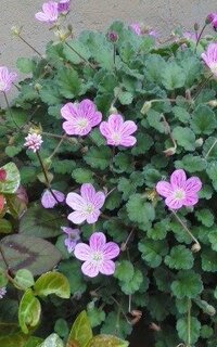 ピンク色の小さな花を咲かせたこの背の低い植物の名前をおしえてください Yahoo 知恵袋