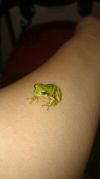カエルの餌について質問です 小さいアマガエルに何をあげたら良いで Yahoo 知恵袋
