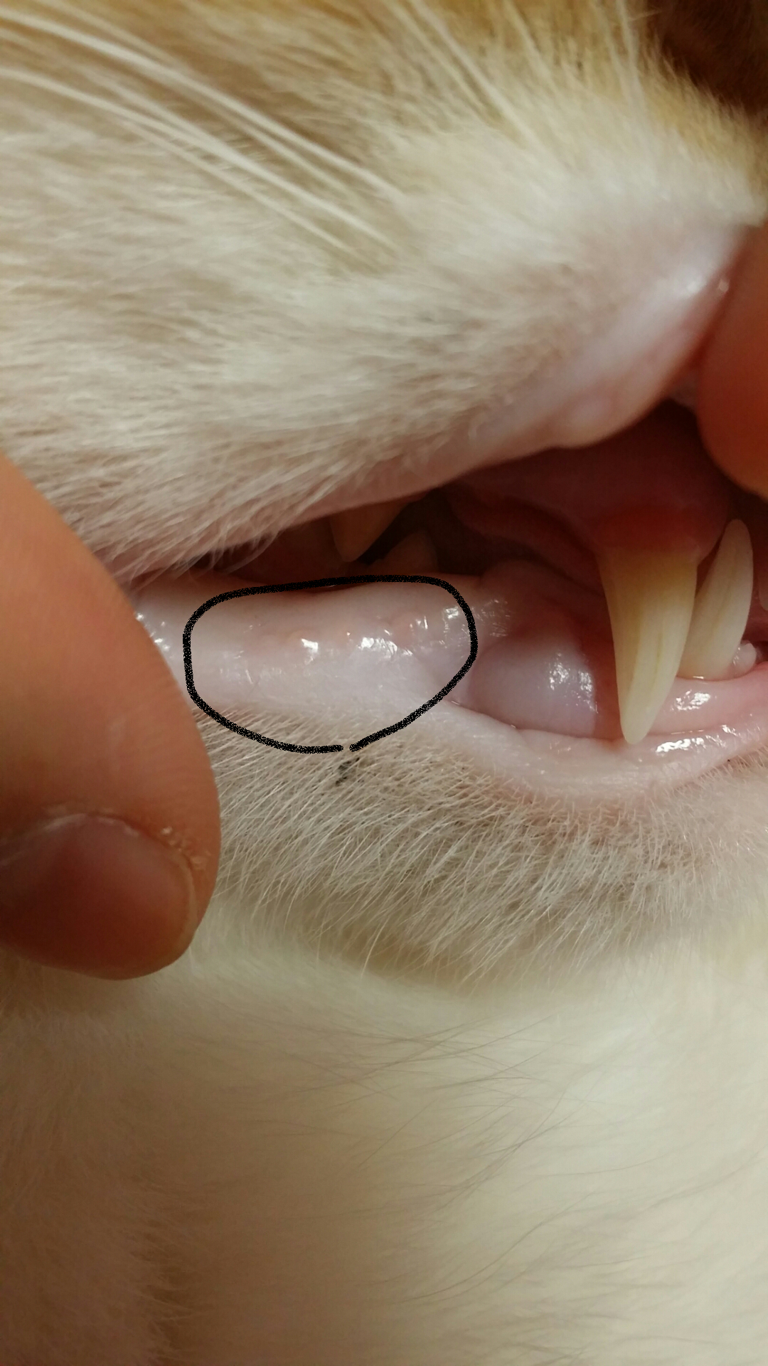 猫の口の中に水泡があります なんだか耳があつく 気持ちぐったり Yahoo 知恵袋