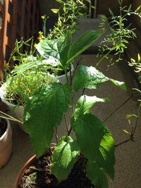 アメリカンチェリーかプラム ご閲覧ありがとうございます 写真の丸めの Yahoo 知恵袋