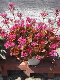 カランコエの花が咲き終わりです ２月ごろから少しづつ咲き始めました とっ Yahoo 知恵袋