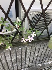 花びら四枚のお花は珍しいので 思わず写真を撮りました たしか4 Yahoo 知恵袋