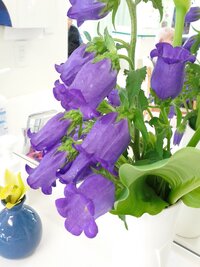 今日撮影しました このリンドウのような紫色の花は何ですか キキョウ Yahoo 知恵袋