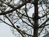 ディズニーシーでみかけたのですが この鳥の名前わかる方教えてください 画 Yahoo 知恵袋