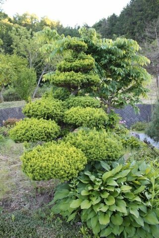 この木の名前 種類 を教えてください 庭木でよく見ます ５ ２０ 広島県 Yahoo 知恵袋