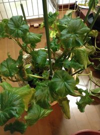 ２年めの 球根ベコニアが 葉っぱだけがすごく茂ってて元気が良 Yahoo 知恵袋