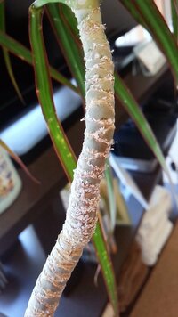 観葉植物に白い粉のようなものがついていました あるお祝いに観葉植物をいた Yahoo 知恵袋