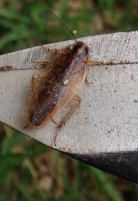 芝生の殺虫剤今日庭に水やりをしていたら芝生にゴキブリの小さい感 Yahoo 知恵袋