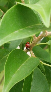 益虫のテントウムシと 害虫のテントウムシの卵の見分け方を教えてく Yahoo 知恵袋