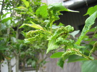 サクランボの木の葉っぱが下の写真のようになっています 何と言う病気なのか Yahoo 知恵袋