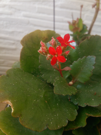 カランコエの花と葉に白いトゲのようなものが刺さっているように見えます Yahoo 知恵袋