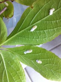 シャラ（夏椿）の葉の裏に白い卵のようなものがあります．
これはなんの卵でしょうか？ （もしくはマユかもしれません．動きはしません）

こちらは札幌市，北東側に植えて2年になる4mくらいのシャラです．
昨年の夏にしましまの毛虫を葉裏に見つけて，枝を切って対処しました．
通学路に面しているので，チャドクガのような毒毛虫になるなら全部とりたいし，たいしたことないものなら放置する気でいます...