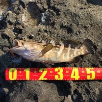 この魚はクエですか マハタですか 宜しくお願いします クエで間違い Yahoo 知恵袋