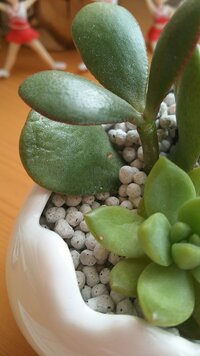 多肉植物について質問です 多肉植物の葉っぱがふにゃふにゃとして Yahoo 知恵袋