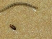 ムカデの幼虫も咬みますか また 痛いですか ４センチくらいの小さい Yahoo 知恵袋