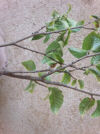 月桂樹を育てています でも カイガラムシ という害虫がやってきてしまい Yahoo 知恵袋