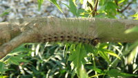 もみじの木に毛虫を発見5匹はいます この写真の毛虫は何ですか Yahoo 知恵袋