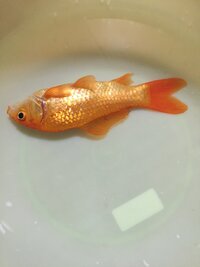 金魚が死にそうです この子は お祭り金魚で4年目です どうにか Yahoo 知恵袋