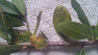 困っています 月桂樹がすす病になり店に相談した所 病気の葉を全て取って農薬を使 Yahoo 知恵袋