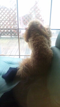 犬はウッドブラインドを噛みますか 教えて 住まいの先生 Yahoo 不動産