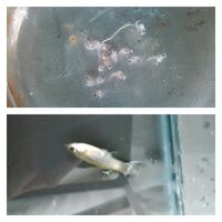 グッピーの赤ちゃんが生まれたのですが 白 もしくは薄い黄色 の稚魚と黒い稚魚 Yahoo 知恵袋