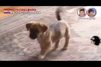 カンガル犬は日本にもいますか ブリーダーの方などいるのでしょ Yahoo 知恵袋