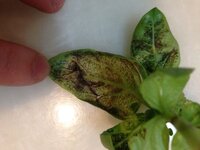 園芸初心者です 苗から育てているバジルの葉裏が 黒い粉を Yahoo 知恵袋