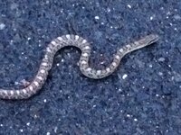 お世話になります 家の近くでヘビの赤ちゃんを捕まえたのですが これはマム Yahoo 知恵袋
