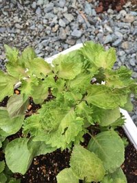 青じその葉の色が青緑ではなく 黄緑 茶緑色をしているのですが何が原因でしょう Yahoo 知恵袋