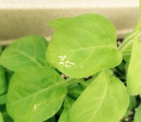 教えて下さい ペチュニアの花びらに 数枚だけに 白い粉のよう Yahoo 知恵袋